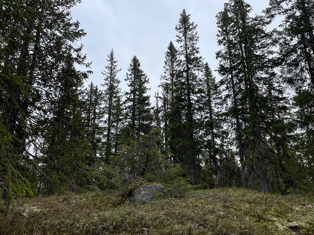 Aklangsbrenna