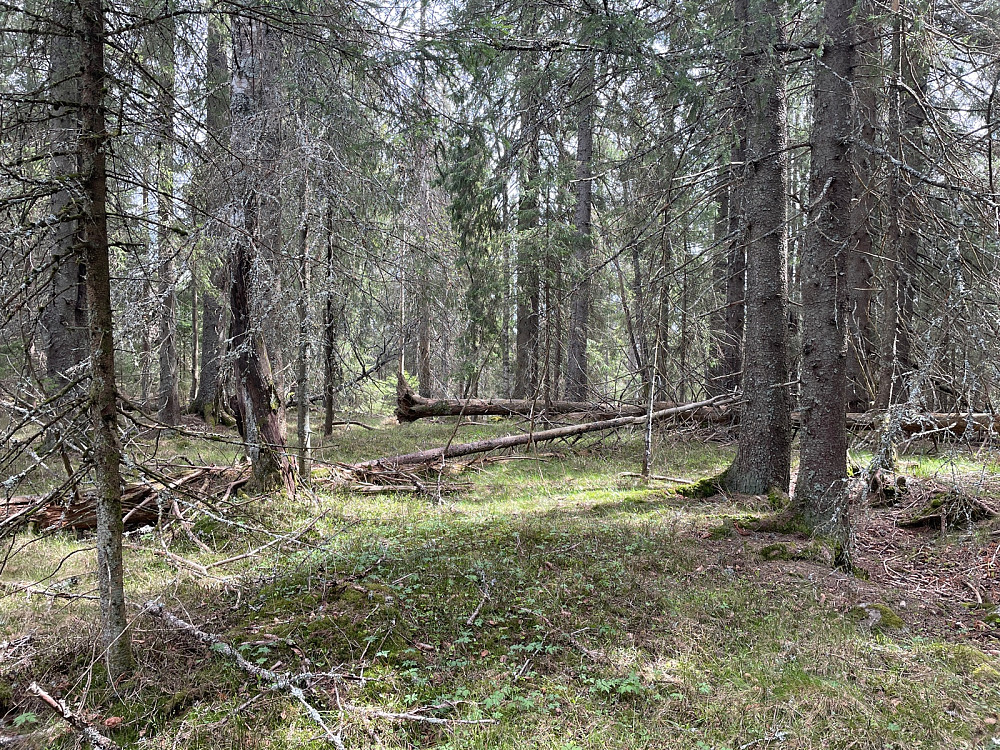 Toppunktet på Venneråsen ligger i skogen