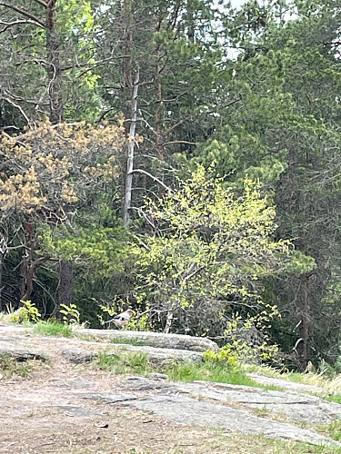 Nøtteskrike