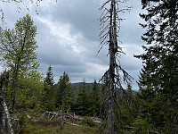 SunnivaR_20220519_62869d351ec1d.jpg