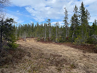 SunnivaR_20220519_62869d39e57bf.jpg