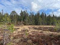 SunnivaR_20220519_62869d3a9ca87.jpg