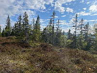 SunnivaR_20220519_62869d3d4bf90.jpg
