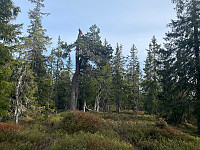 SunnivaR_20220519_62869d3e7dbea.jpg