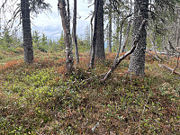 SunnivaR_20220519_62869d4366d34.jpg