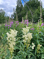 SunnivaR_20220729_62e3d27bd5ea9.jpg