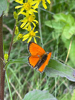 SunnivaR_20220729_62e3d27c7e750.jpg
