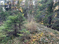 SunnivaR_20221008_63418c33bb1af.jpg