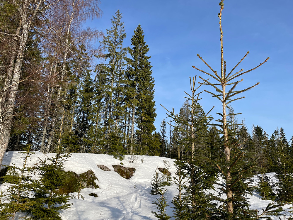 Høyhaugen