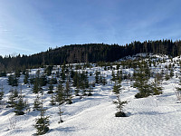 SunnivaR_20230213_63ea61cf4a81a.jpg