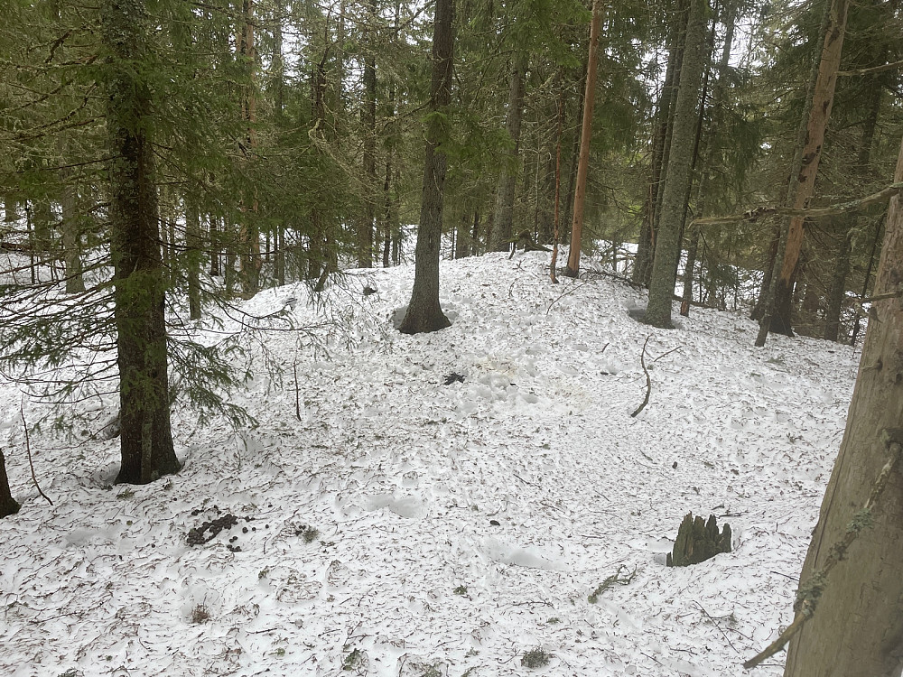 Lomås med "elgprofil" i snøen