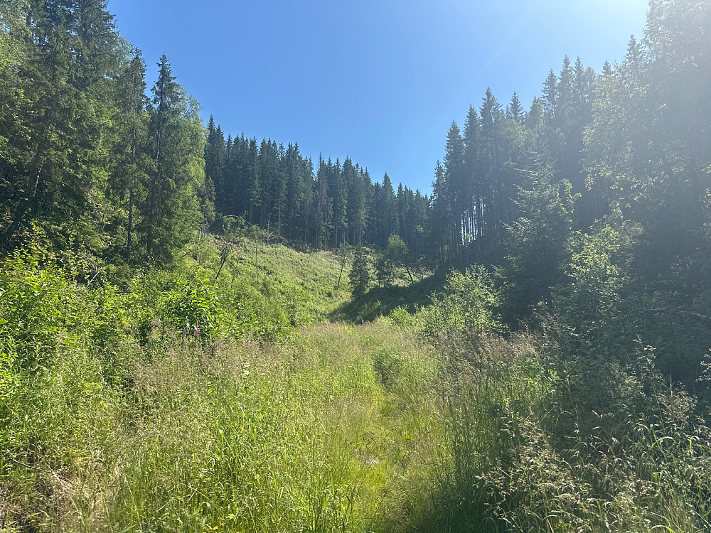 Middagsdalen var en blomstereng i starten