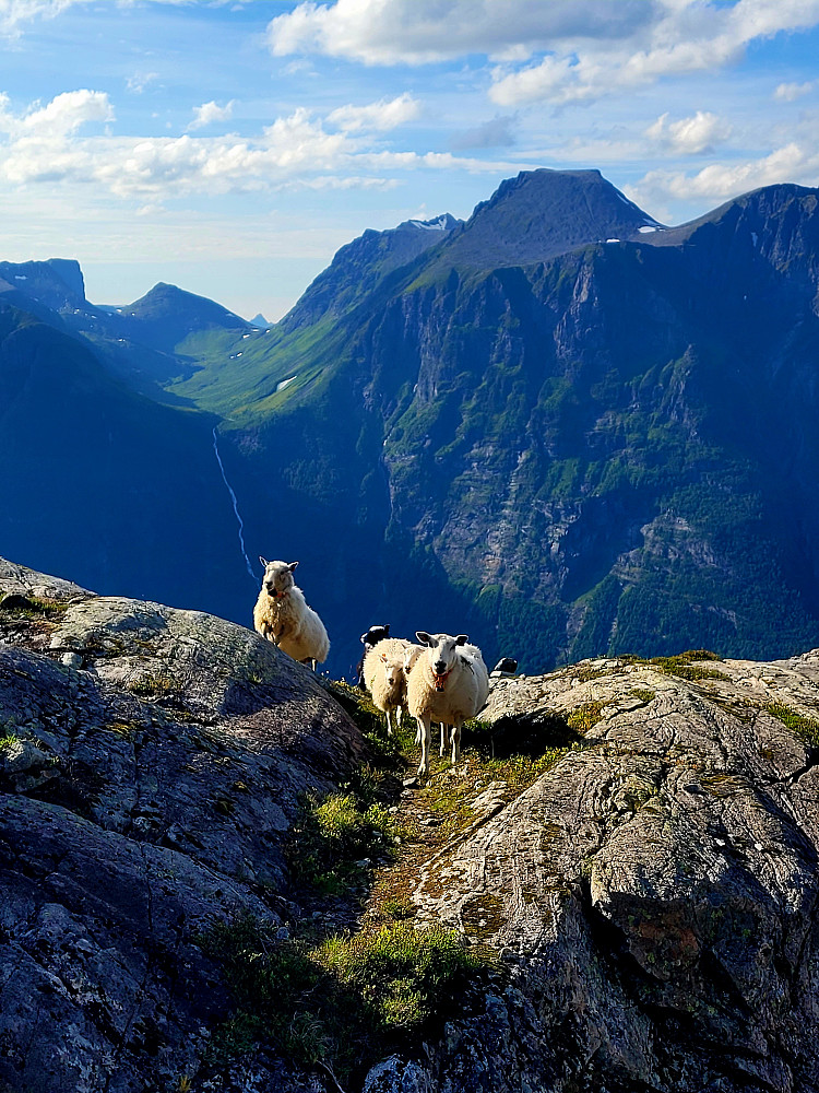 Sauer i Kårdalen. Ser over til Kvamsetdalen og Kjerringøyra.