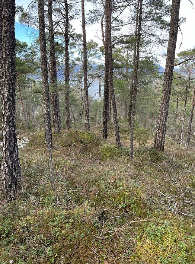 Lite med utsikt, men fikk så vidt se Lysgrespollen