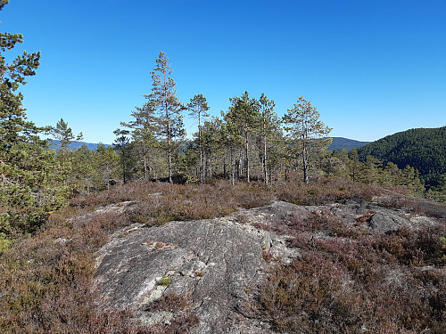 Toppen av Damfjell, 224 moh.