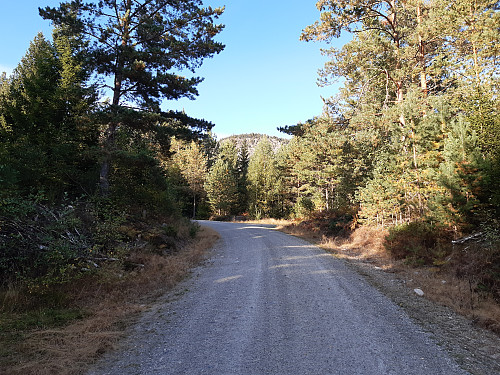 Skogsveien mot Brattningsborg.