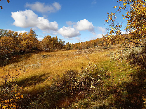 Høstfarger