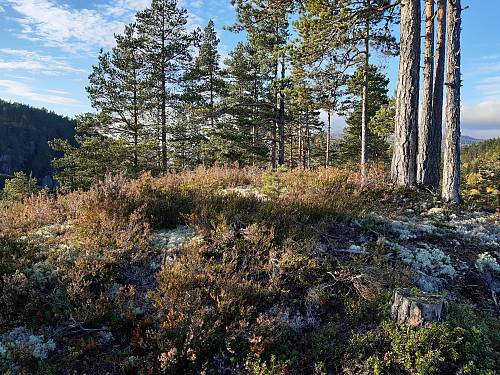 Toppen på det navnlause fjellet øst for Skrubbås, 310 moh.