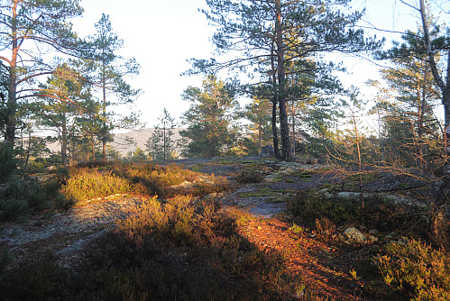 Toppen av Forbergåsen, 177 moh.