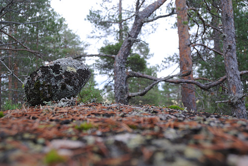 Toppen på den navnlause åsen vest for Skavdalskollen, 315 moh.