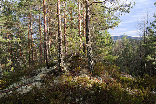 Toppen av Innleggkollen, 207 moh. 