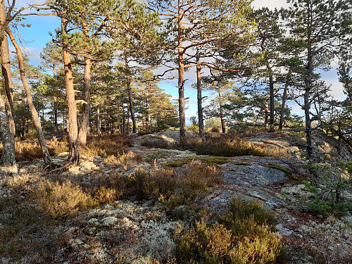 Toppen av Hetterudkollen, 321 moh.