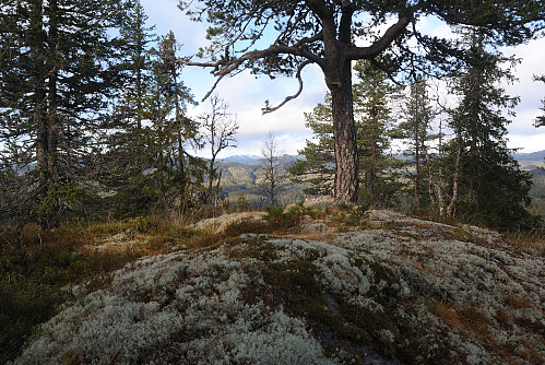 Vestligge toppunktet på Honsås, 754 moh.