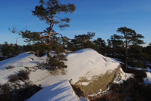 Toppen av Rugbølfjellet, 588 moh.