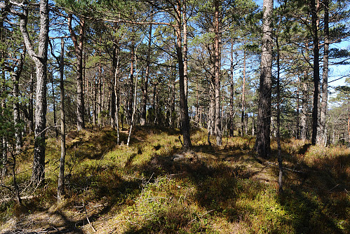 Toppen av Ravnakulten, 291 moh.