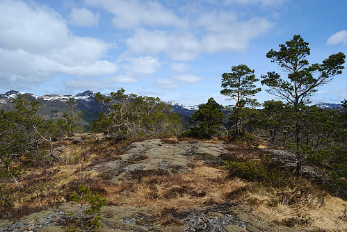 Toppen av Fatlandsheia, 345 moh.