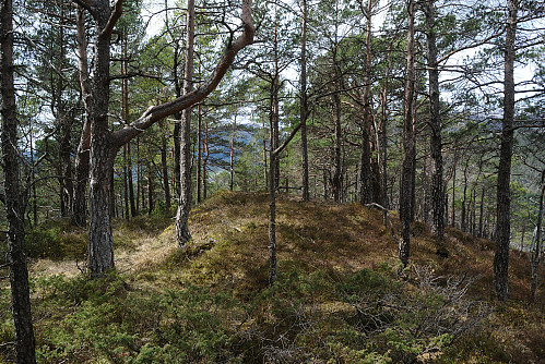 Toppen av Koladalsåsen, 311 moh.