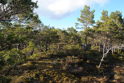 Toppen av Høylandshovda, 414 moh.