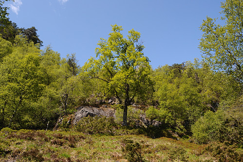 Frodig og grønt opp mot Almenuten.