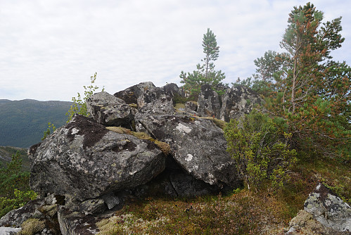 Toppen av Daursmålshaugen, 585 moh.