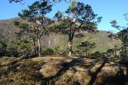 Toppen av Tøsseåsen, 284 moh.