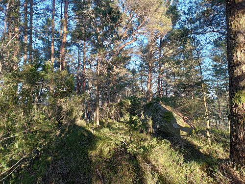 Toppen av Munnharpehaugen, 100 moh.