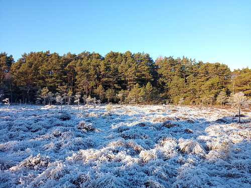Frost.