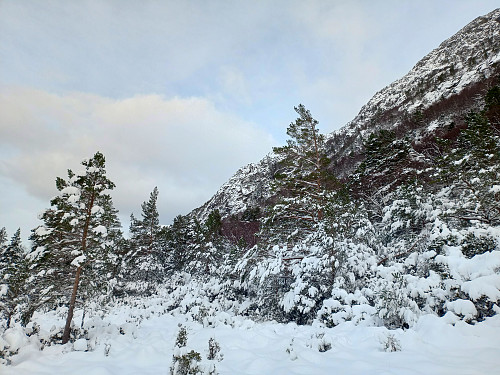 Ved den bratte fjellveggen til Dyraskarfjedle.
