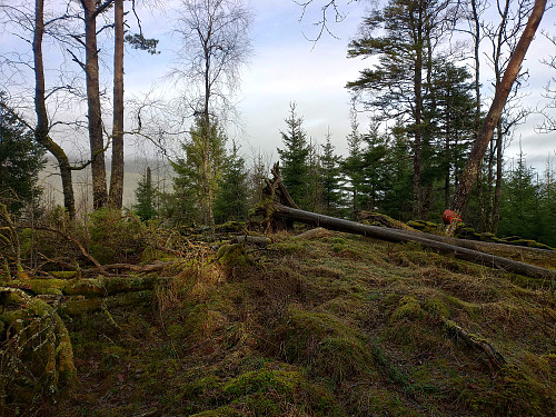 Toppen av Barkåsen, 238 moh.