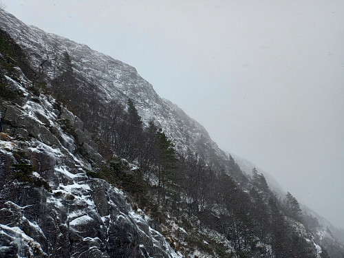 Dyraskarfjedle