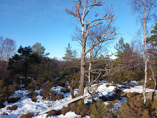Toppen av Kålhauadne, 361 moh.