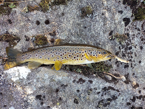 Halvkilo aure frå Stiglene.