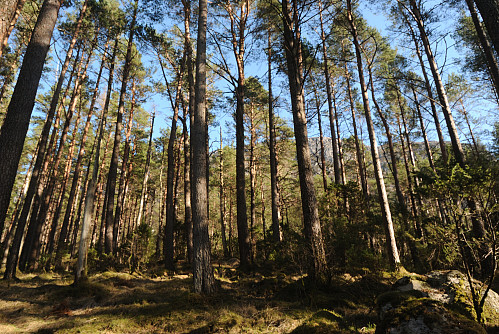 Furuskogen som vart planta i 30 tallet.