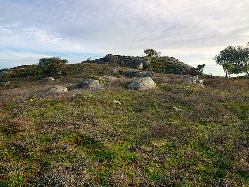 Lyngheilandskap.