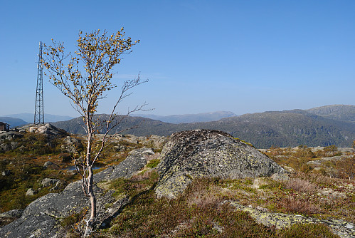 Toppen av Dalvassheia, 726 moh.