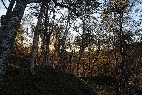 Skumring i skogen