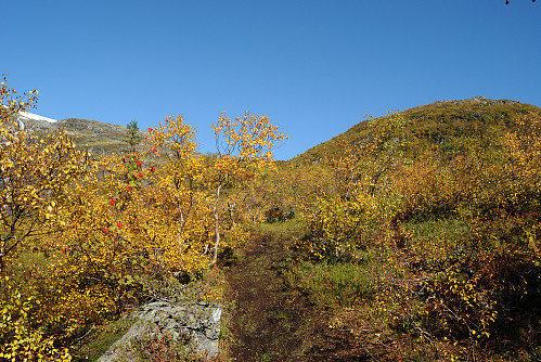 Gylne fargar langs stien.