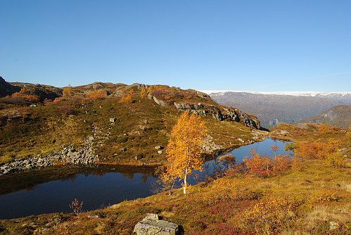 Tjødn omringa av gylne trer