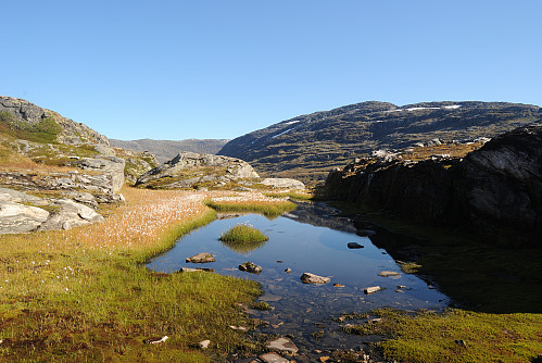 Flott bommullsmyr med Søre Krossfonnuten i bakgrunnen.