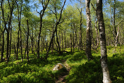 Skog.